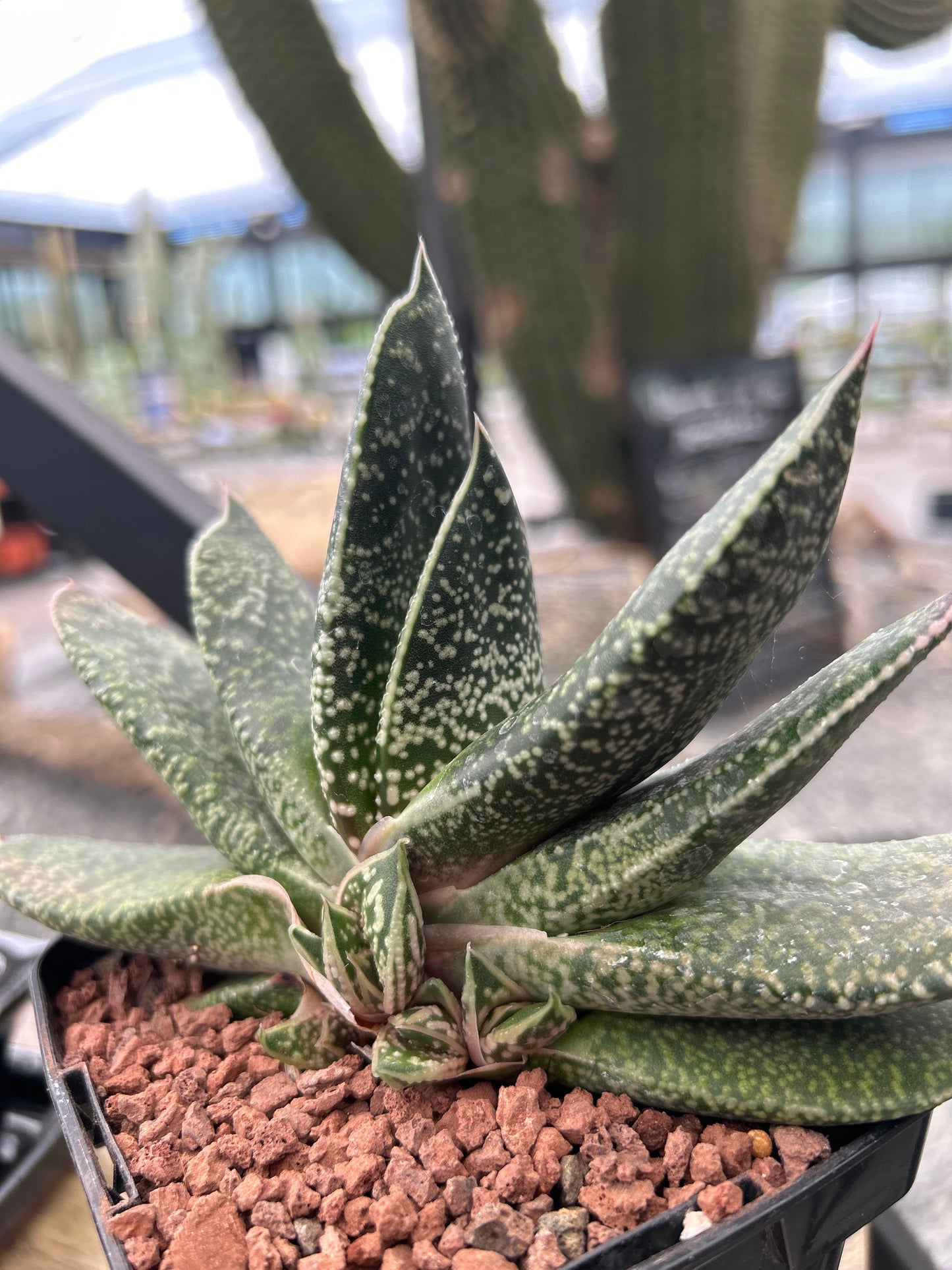 Gasteria brachyphylla