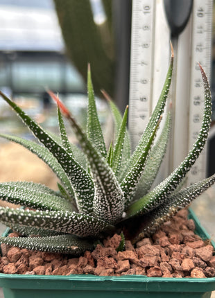 Haworthiopsis attenuata `Clariperla´