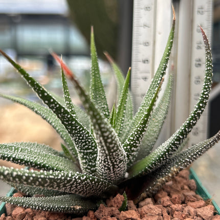 Haworthiopsis attenuata `Clariperla´
