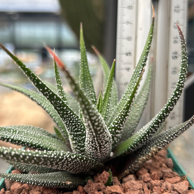 Haworthiopsis attenuata 'Clariperla'