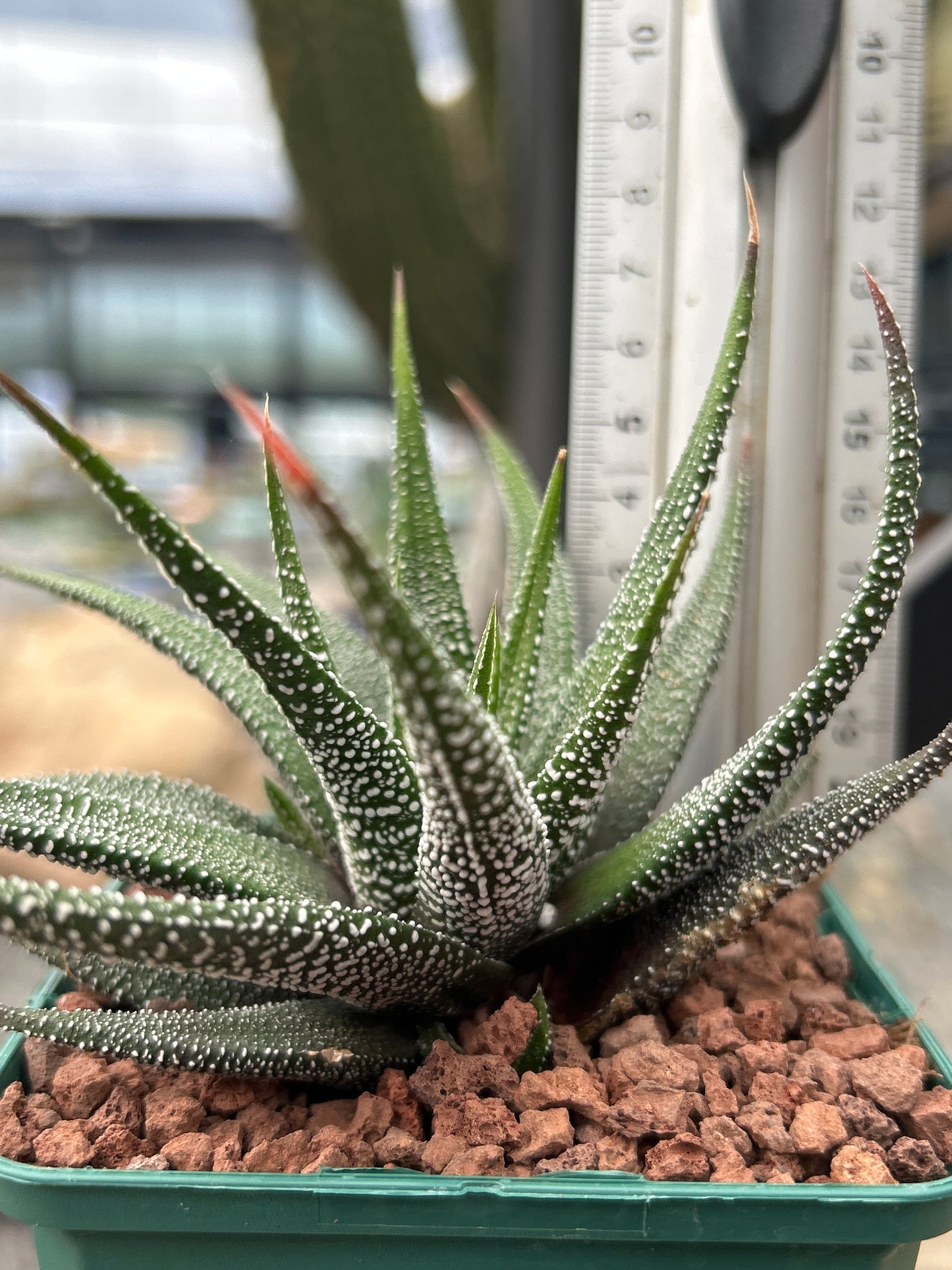 Haworthiopsis attenuata `Clariperla´