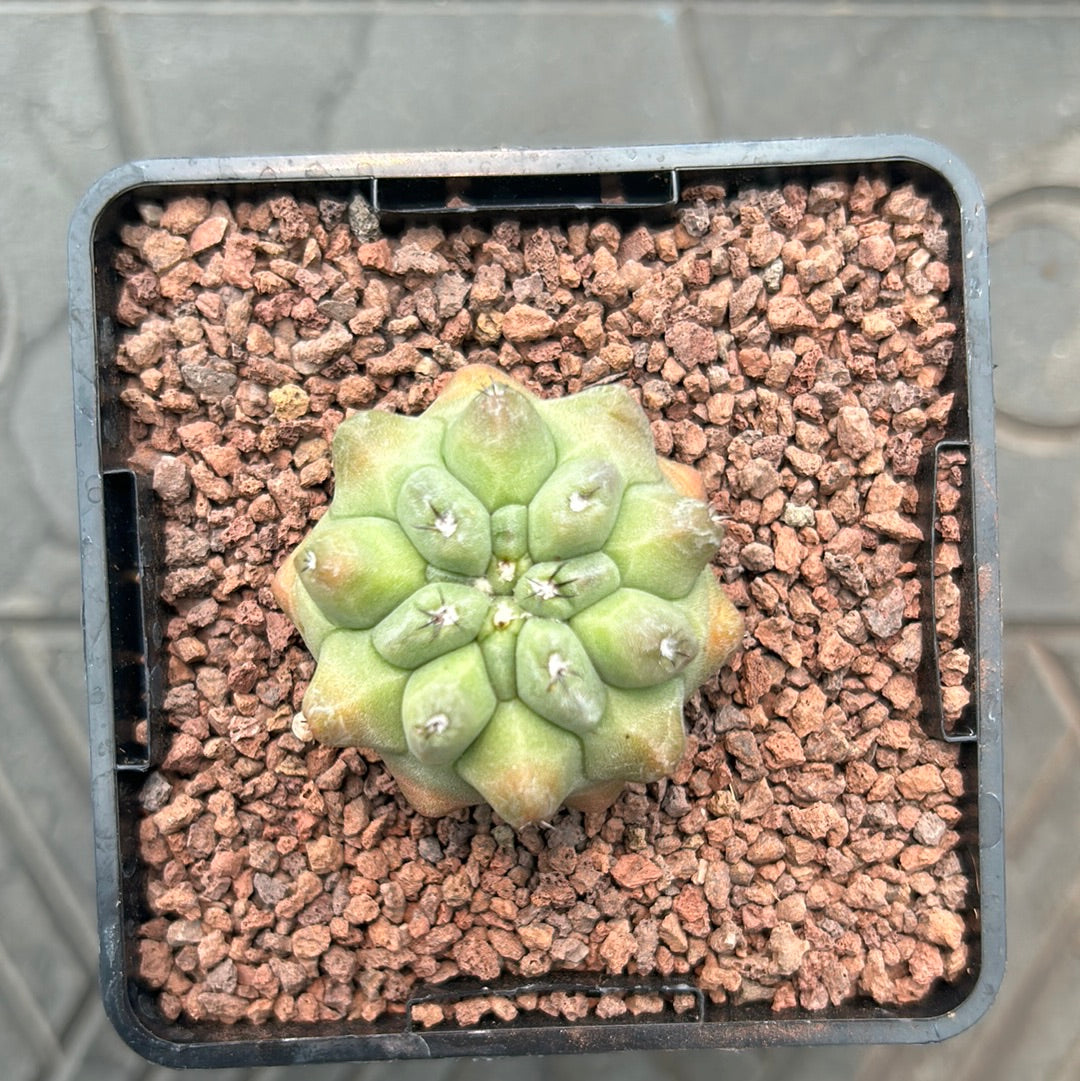 Neoporteria napina f. viridis