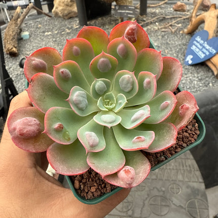Echeveria 'Rain Drops'