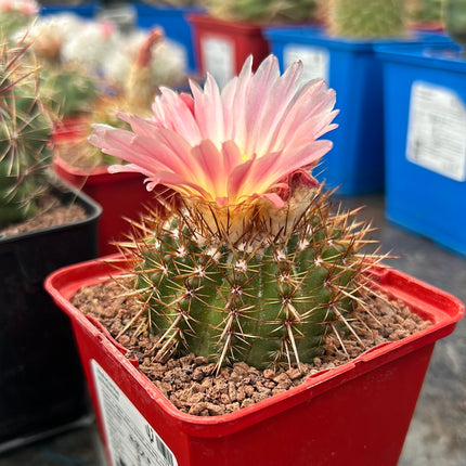 Notocactus schlosseri