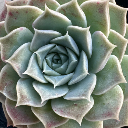 Echeveria 'Leilana' | La Joya de Renee