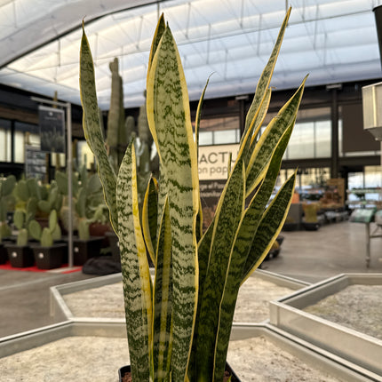 Dracaena trifasciata “Lengua de Suegra”