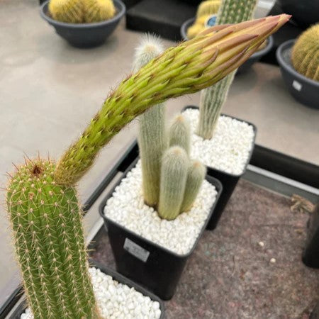 Trichocereus híbrido