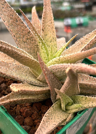 Aloe 'Lotus silver'