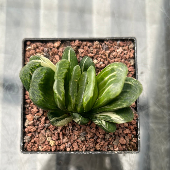 Haworthia truncata f. variegate