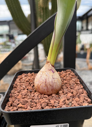 Merwilla plumbea