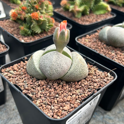 Pleiospilos nelii