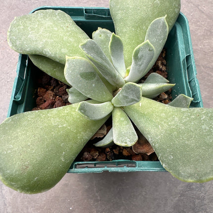 Cotyledon xanthantha | Cotiledón de Stil Bay