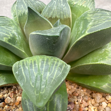 Haworthia ‘Maxi Suka Ball’