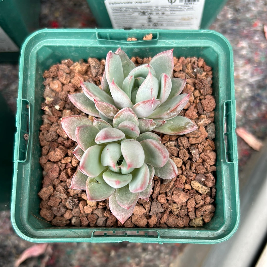 Echeveria 'Arpon'