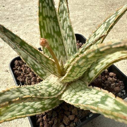 Aloe 'Brown Beauty’  KZ -2013