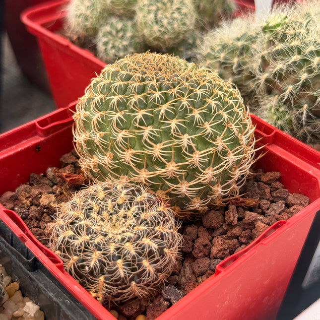 Weingartia brevifolia