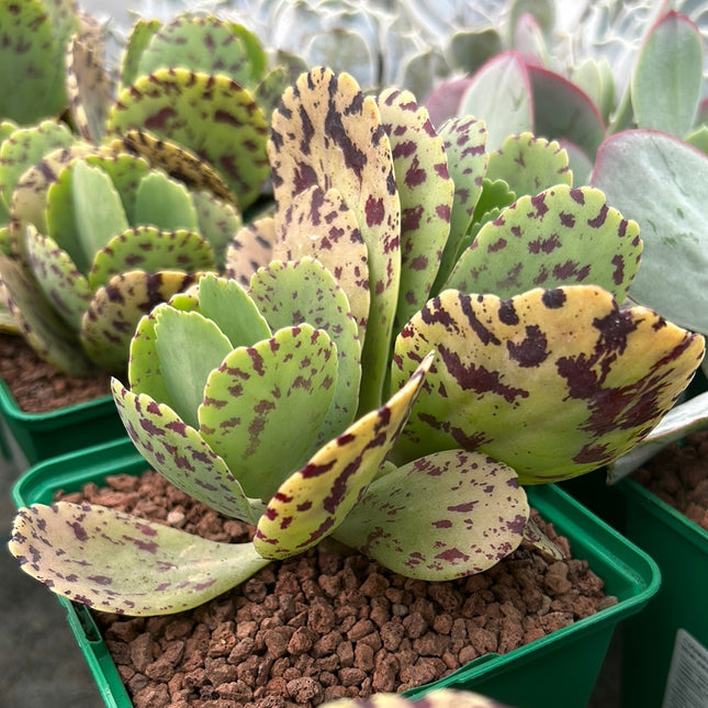 Kalanchoe marmorata