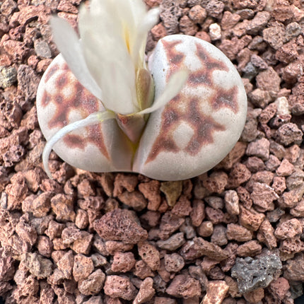 Lithops halli var. ochracea C142A