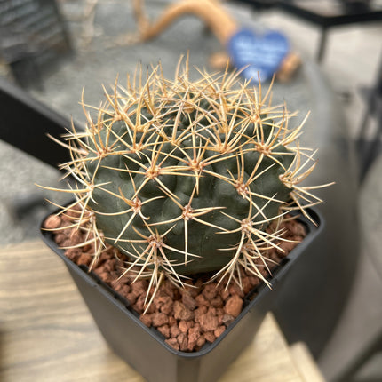Gymnocalycium neuhuberi