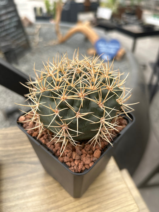 Gymnocalycium neuhuberi