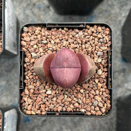 Pleiospilos nelii "Royal Flush"