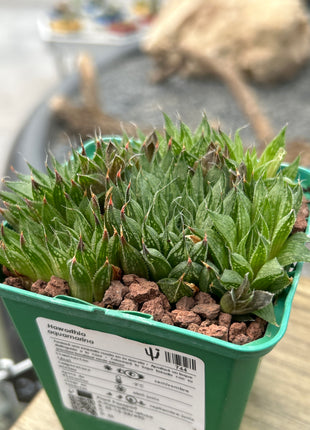 Haworthia aquamarine