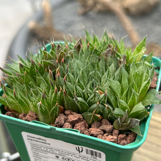 Haworthia-Aquamarin