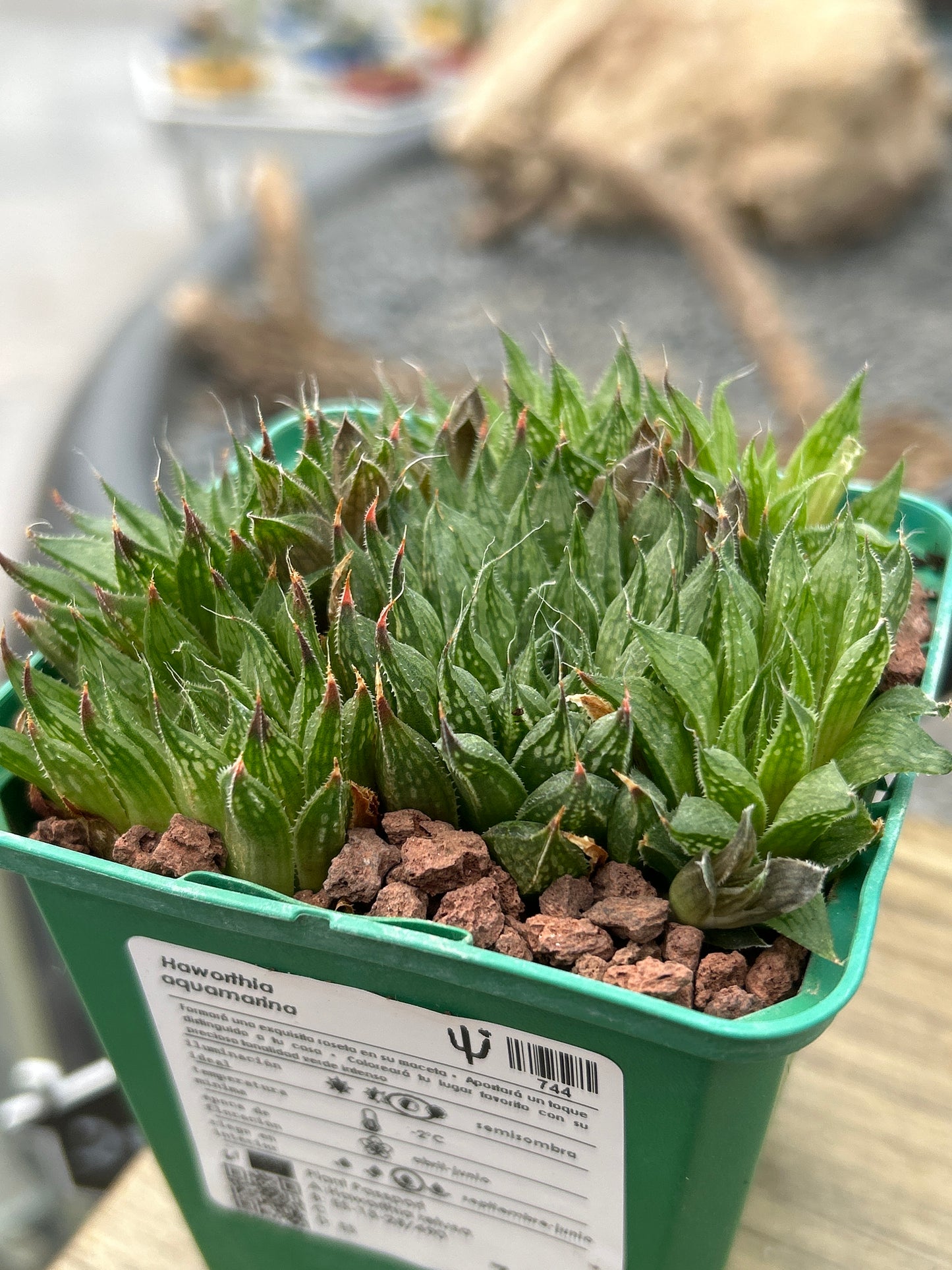 Haworthia aquamarine