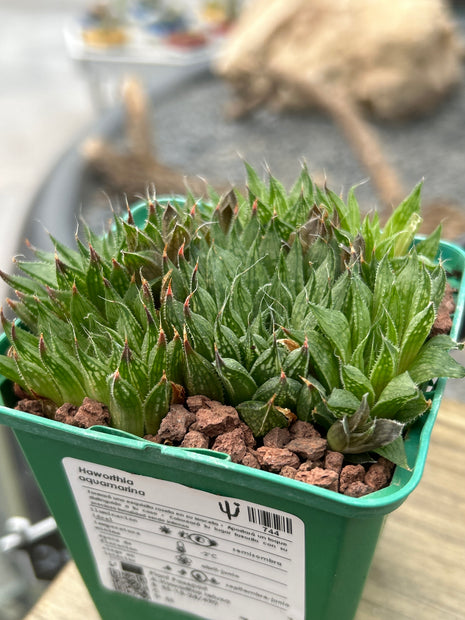 Haworthia aquamarina