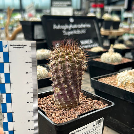 Neoporteria villosa aff.