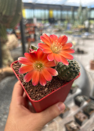 Aylostera pygmaea var. Farbe