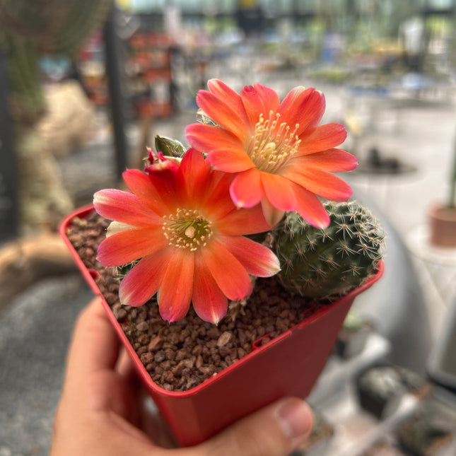 Aylostera pygmaea var. color