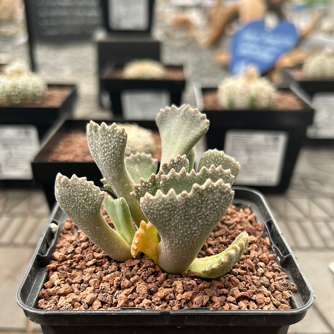 Aloinopsis malherbi