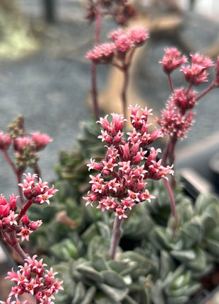 Crassula „Coralita“