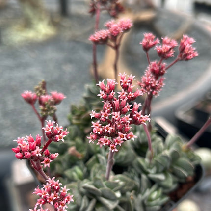Crassula "Coralita"