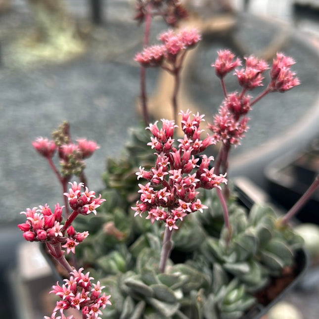 Crassula „Coralita“