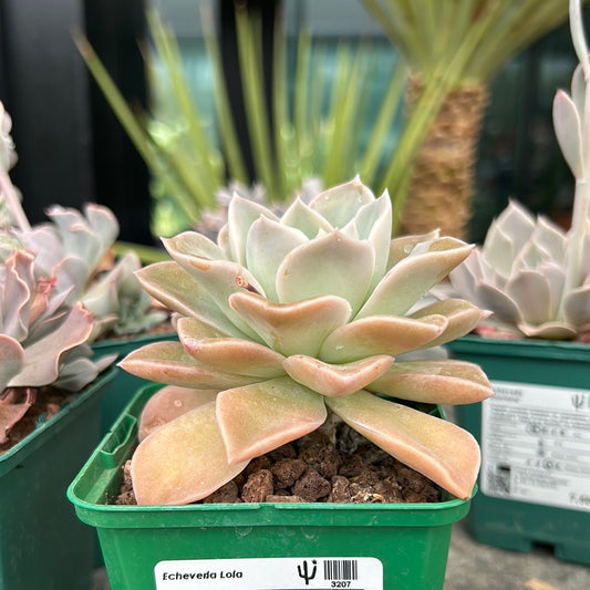 Echeveria Lola