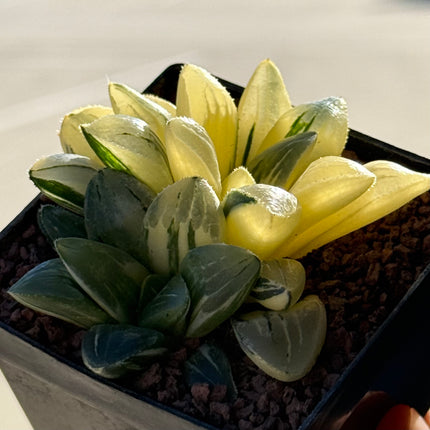 Haworthia retusa mutica f. variegata
