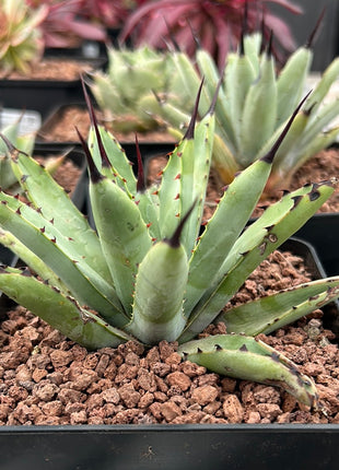 Agave Macroacantha