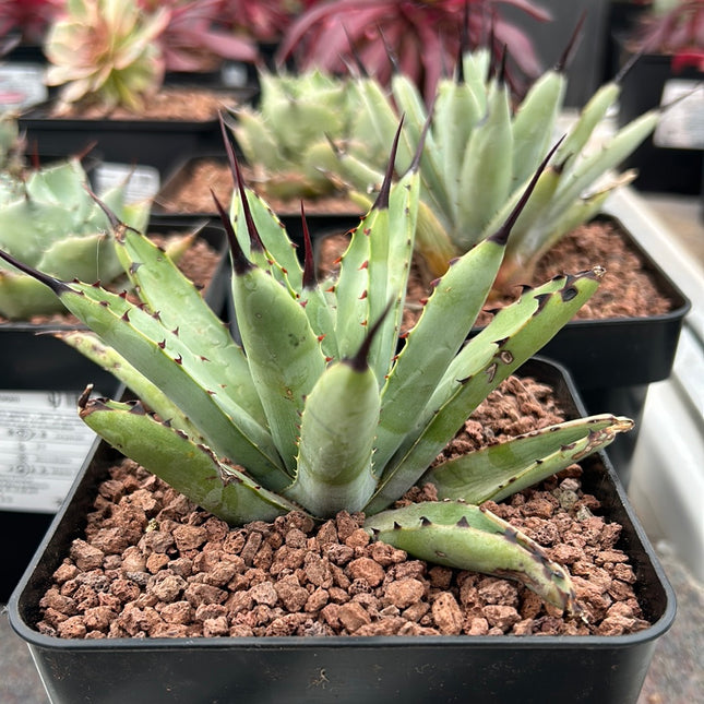 Agave macroacantha