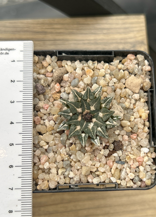 Ariocarpus kotschoubeyanus subs. sladkovskyi KMR11 Green River