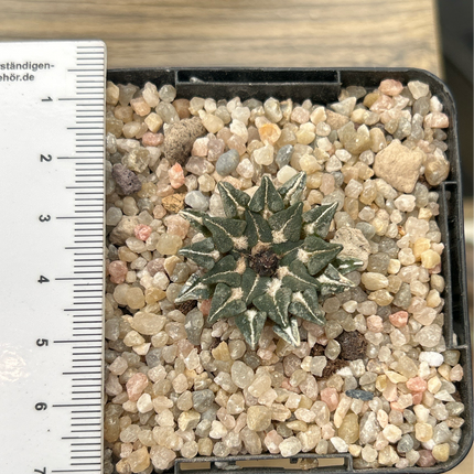 Ariocarpus kotschoubeyanus subs. sladkovskyi KMR11 Green River