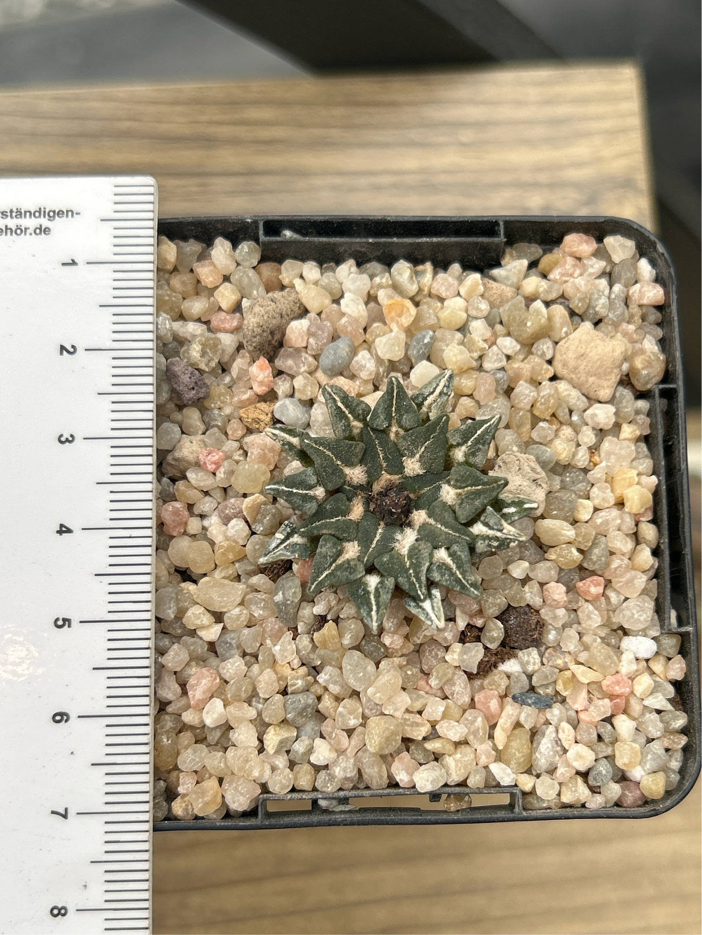 Ariocarpus kotschoubeyanus subs. sladkovskyi KMR11 Green River