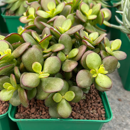 Crassula ovata