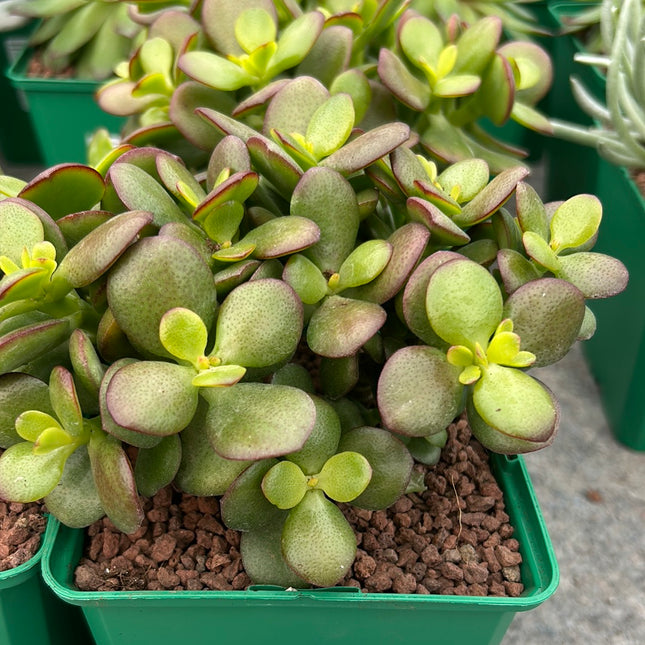 Crassula ovata