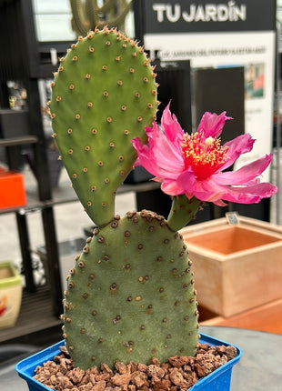 Opuntia basilaris var. longibracteata