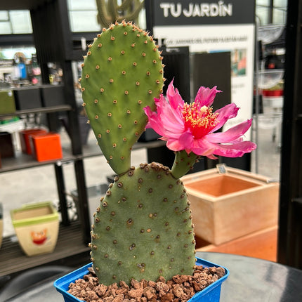 Opuntia basilaris var. longibracteata
