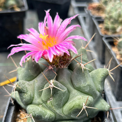 Collection image for: THELOCACTUS