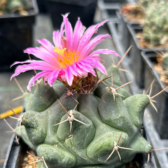 Thelocactus rinconensis