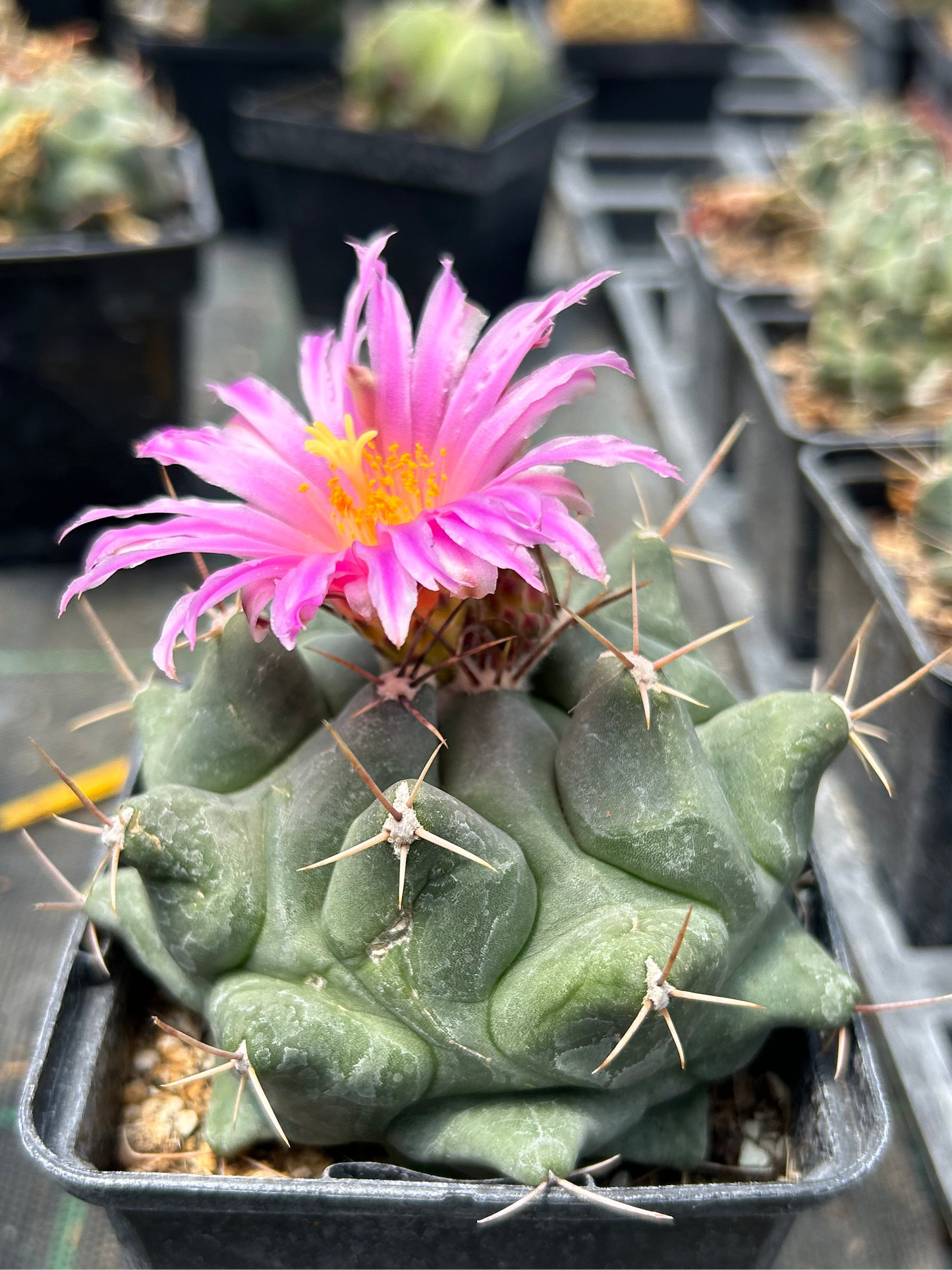 Thelocactus rinconensis